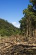 Forest Destruction