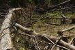 Forest Destruction