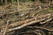 Forest Destruction