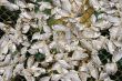 Dried Fish
