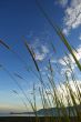 Grass