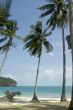 tropical beach