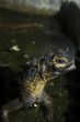 Monitor Lizard