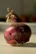Onion