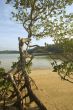 Mangrove Trees