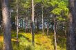 Pine Forest