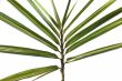 Palm Leaves