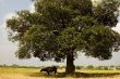 Carabao