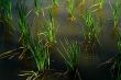 Rice Paddy