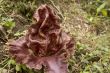 Rafflesia