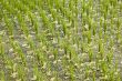 Rice Paddy