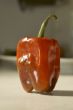 Red Bell Pepper