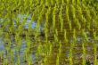 Rice Paddy