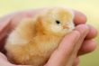 Small chicken on hand