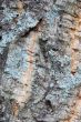 wood texture