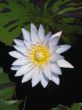Water lily