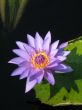 Water lily