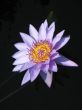 Water lily