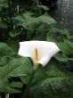 Calla-lily