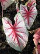 Caladium