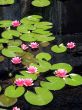 Water lilies