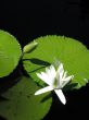 Water lily