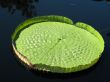 Water-platter