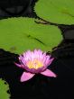 Water lily