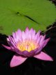 Water lily