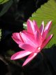 Water lily