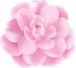 Pink Flower