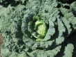 Cabbage head