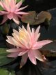 Water lily
