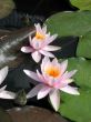 Water lily