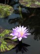 Water lily