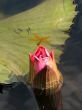 Water lily