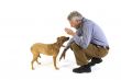 training the dog obedience