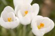 white crocus