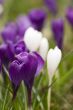 crocus