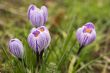 crocus with stripes