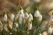 snowdrops in the sun