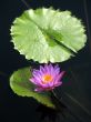 Water lily