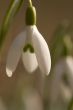 one single snowdrop