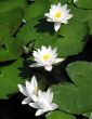 Water lilies