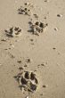 beach dog walk