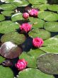 Water lilies