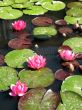Water lilies