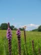Meadow