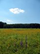Meadow