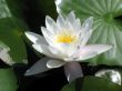 Water lily